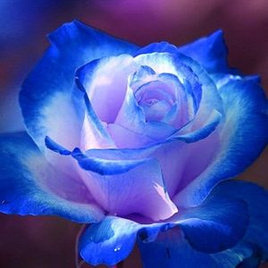 Meet your Posher, Marquesa